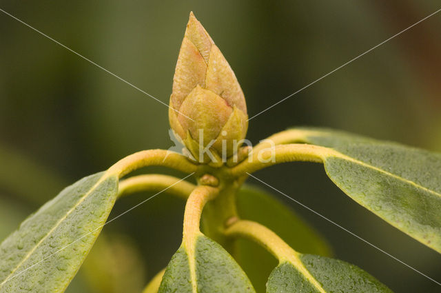 Rododendron (Rhododendron spec.)