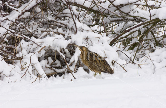 Bittern (Botaurus stellaris)