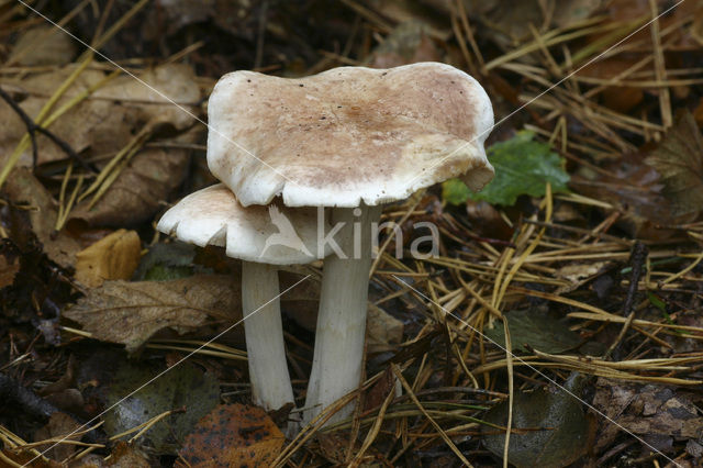 Spotted agaric (Collybia maculata)