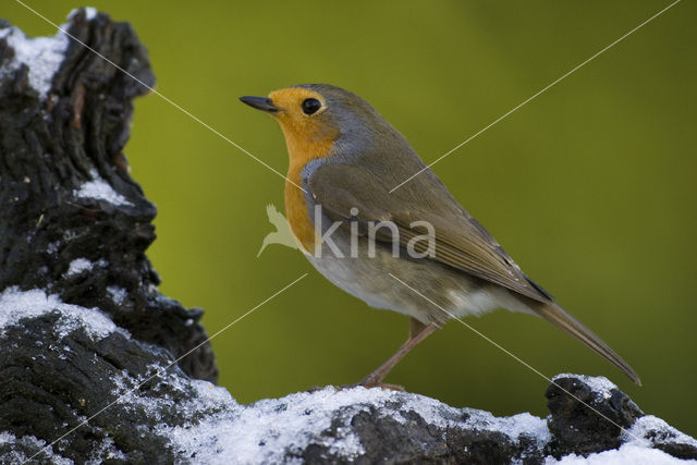 Roodborst