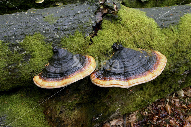 Red Banded Polypore (Fomitopsis pinicola)