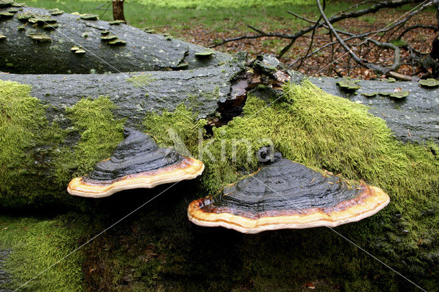 Red Banded Polypore (Fomitopsis pinicola)