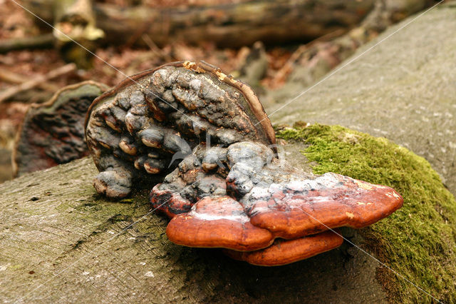 Roodgerande houtzwam (Fomitopsis pinicola)