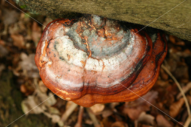 Roodgerande houtzwam (Fomitopsis pinicola)