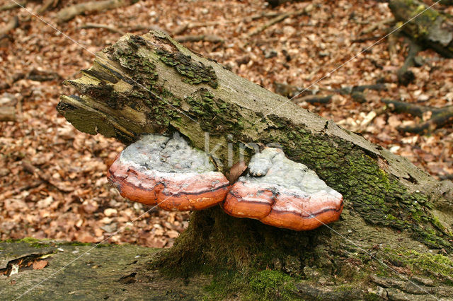 Red Banded Polypore (Fomitopsis pinicola)