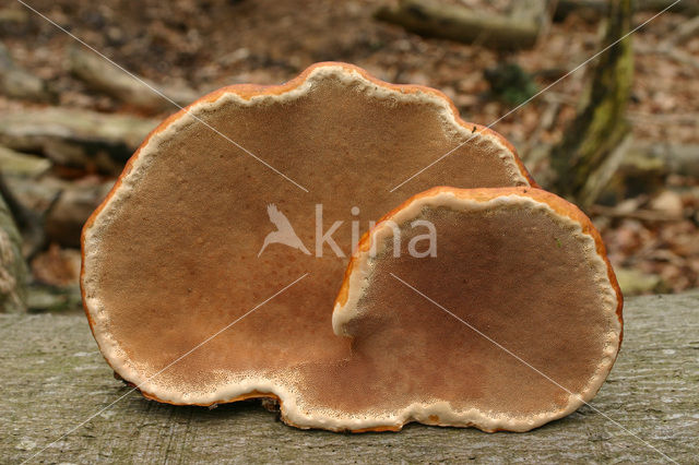Red Banded Polypore (Fomitopsis pinicola)
