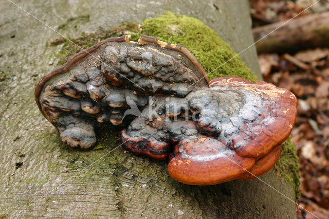 Red Banded Polypore (Fomitopsis pinicola)