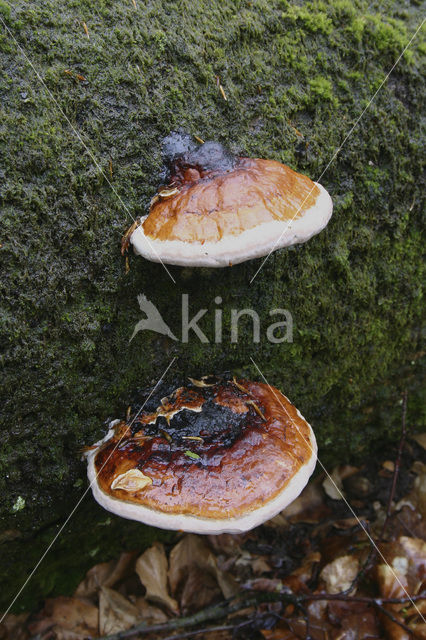 Red Banded Polypore (Fomitopsis pinicola)