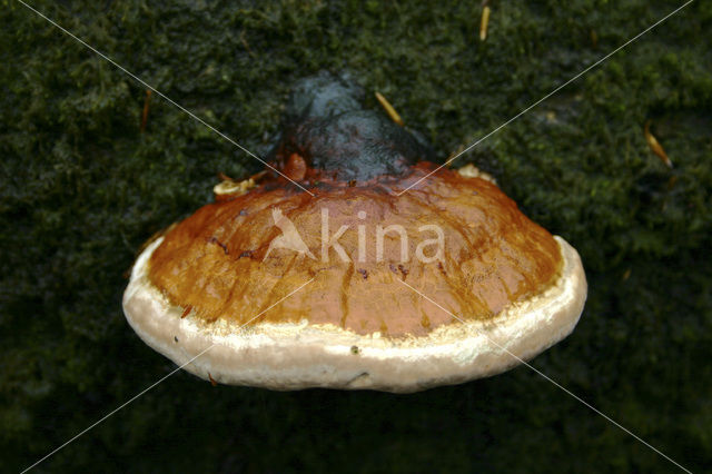 Roodgerande houtzwam (Fomitopsis pinicola)