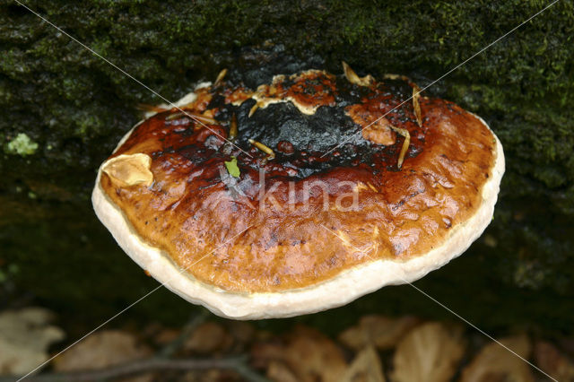 Roodgerande houtzwam (Fomitopsis pinicola)