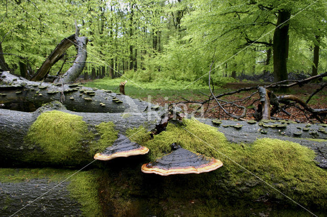 Red Banded Polypore (Fomitopsis pinicola)