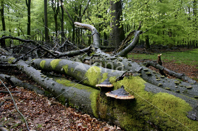 Roodgerande houtzwam (Fomitopsis pinicola)