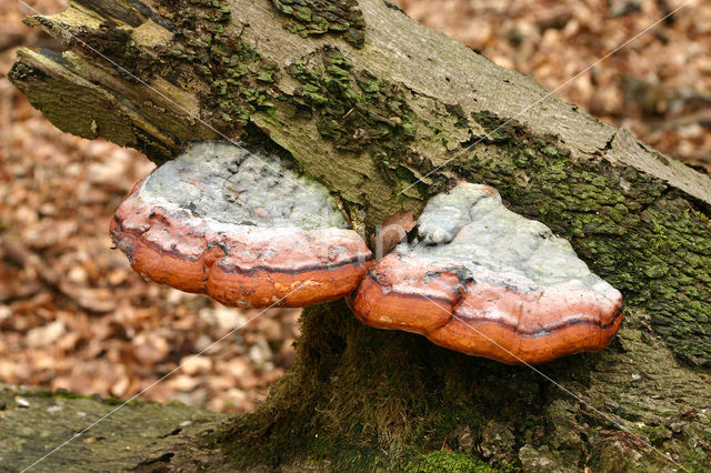 Roodgerande houtzwam (Fomitopsis pinicola)