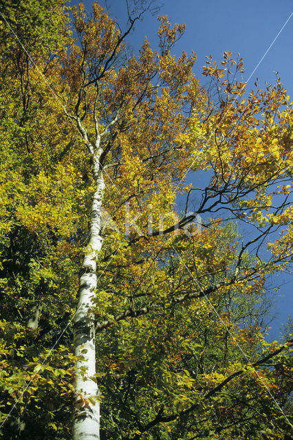 Silver Birch (Betula pendula)