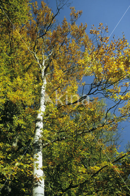 Ruwe berk (Betula pendula)