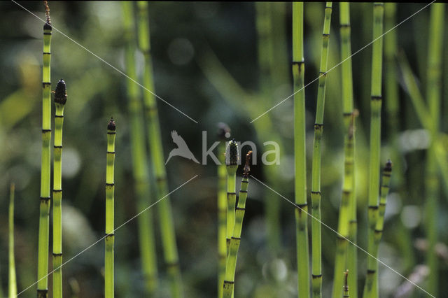 Schaafstro (Equisetum hyemale)