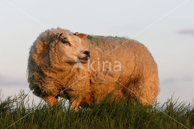 Sheep (Ovis domesticus)