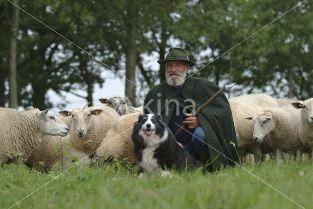 Schaap (Ovis domesticus)