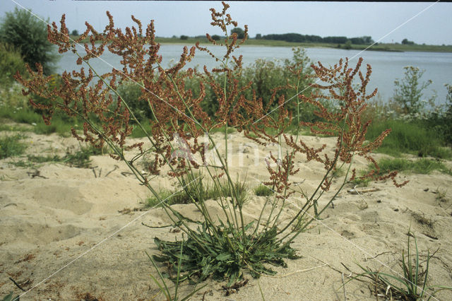 Schapenzuring (Rumex acetosella)