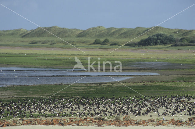 Oystercatcher (Haematopus ostralegus)