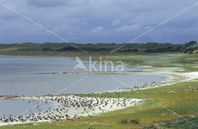 Oystercatcher (Haematopus ostralegus)