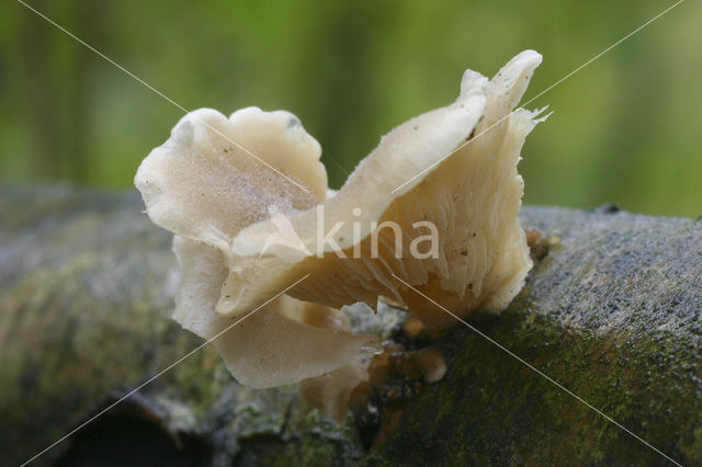 Schubbige oesterzwam (Pleurotus dryinus)