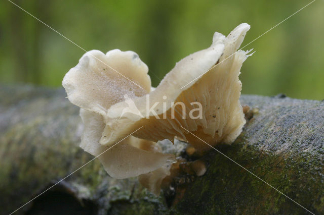 Veiled Oyster (Pleurotus dryinus)