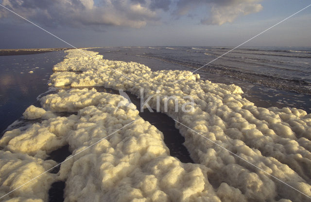 foam-algae (Phaeocystis sp)