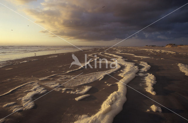 foam-algae (Phaeocystis sp)