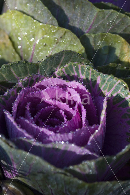 Sierkool (Brassica spec.)