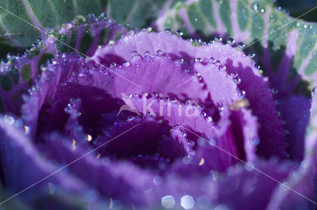 Ornamental Kale