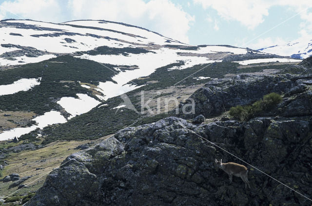 Sierra de Gredos