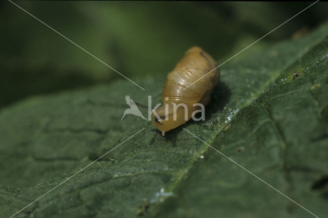 snail