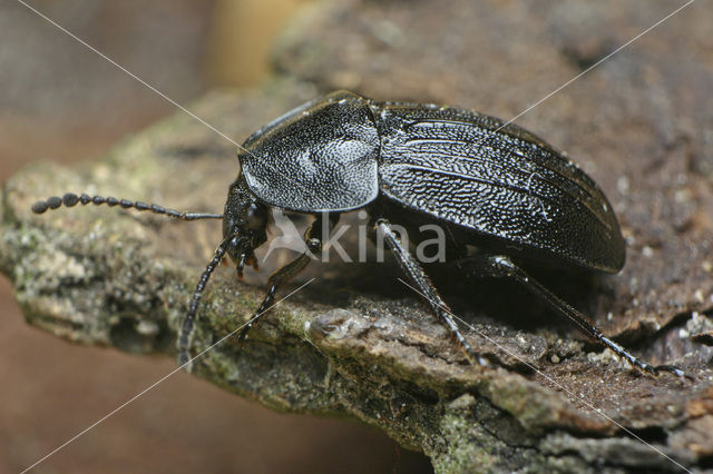 Black carion beetle (Phosphuga atrata)