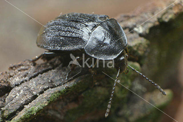 Black carion beetle (Phosphuga atrata)