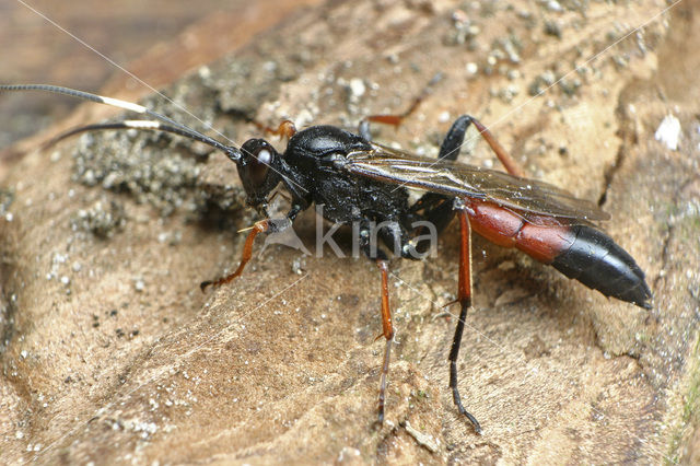 ichneumon wasp