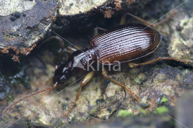 Oxypselaphus obscurus