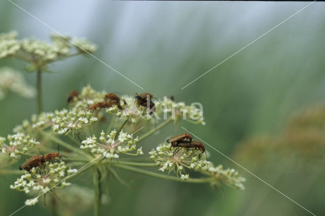 soldier beetle (Cantharis spec.)
