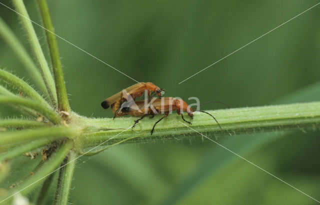 soldier beetle (Cantharis spec.)