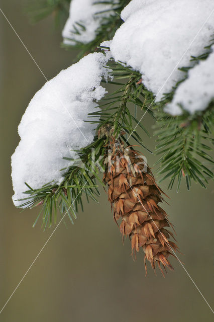 Spruce (Picea)