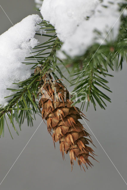 Spruce (Picea)