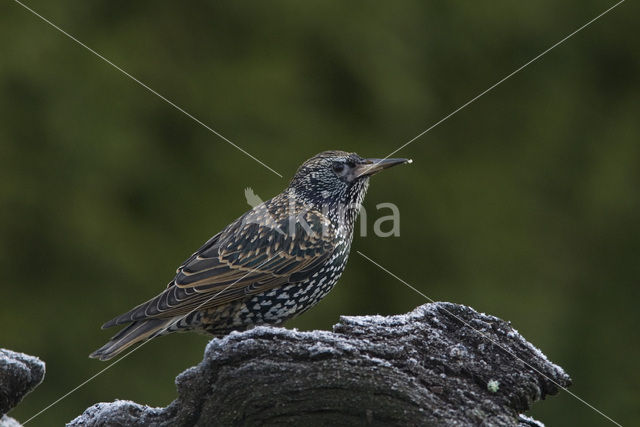 European Starling (Sturnus vulgaris)