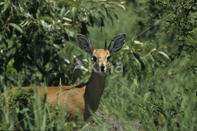 Steenbokantilope (Raphicerus campestris)