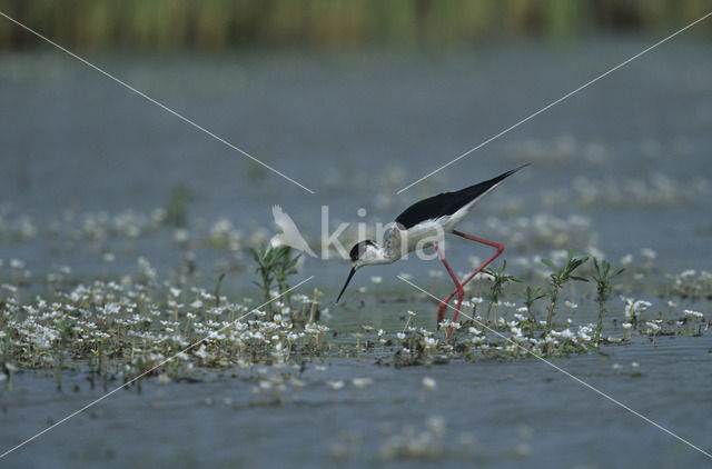 Steltkluut (Himantopus himantopus)