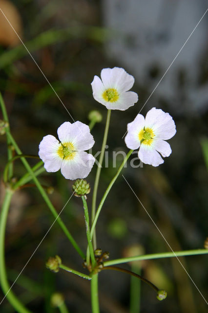 Stijve moerasweegbree (Echinodorus ranunculoides)