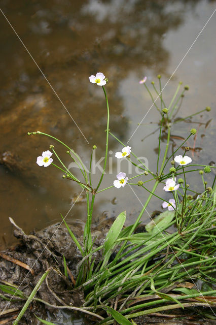 Lesser Waterplantain (Echinodorus ranunculoides)