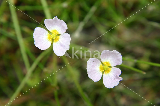 Lesser Waterplantain (Echinodorus ranunculoides)