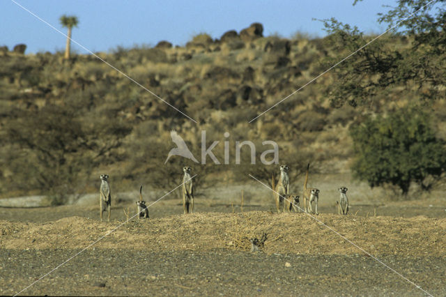 Slender-tailed meerkat (Suricata suricata)