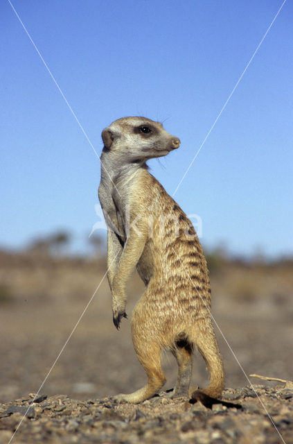 Slender-tailed meerkat (Suricata suricata)