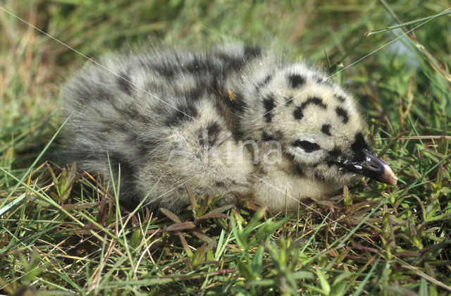 Mew Gull (Larus canus)